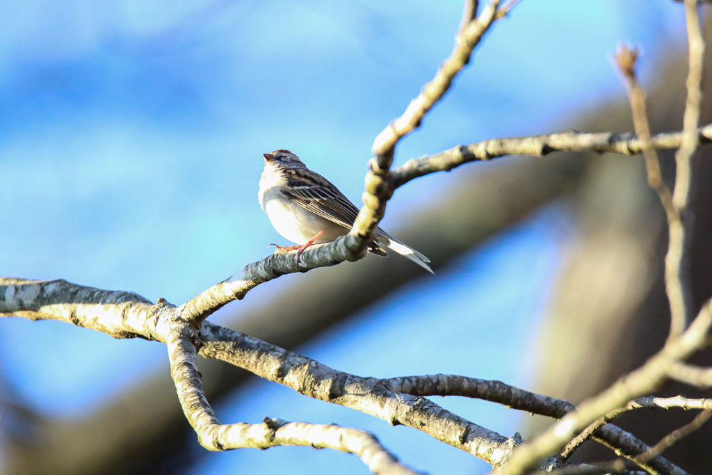 Backyard Birds NH-0189.jpg